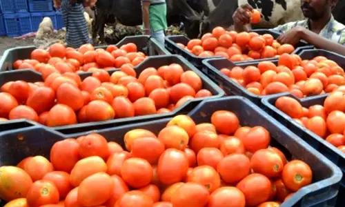 Govt likely to step in as tomatoes go from boom to bust