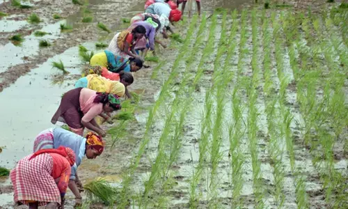 As temperatures rise, Rajasthan govt set to plant 6 lakh saplings