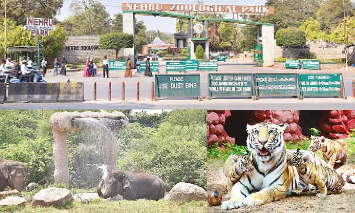 Hyderabad: Nehru zoo lines up flurry of events for jubilee fete