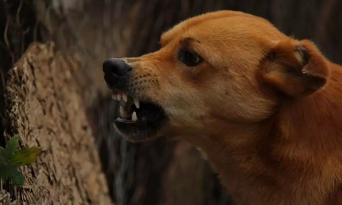 Delhi: 9-yr-old girl bitten by street dog, undergoes hospital treatment