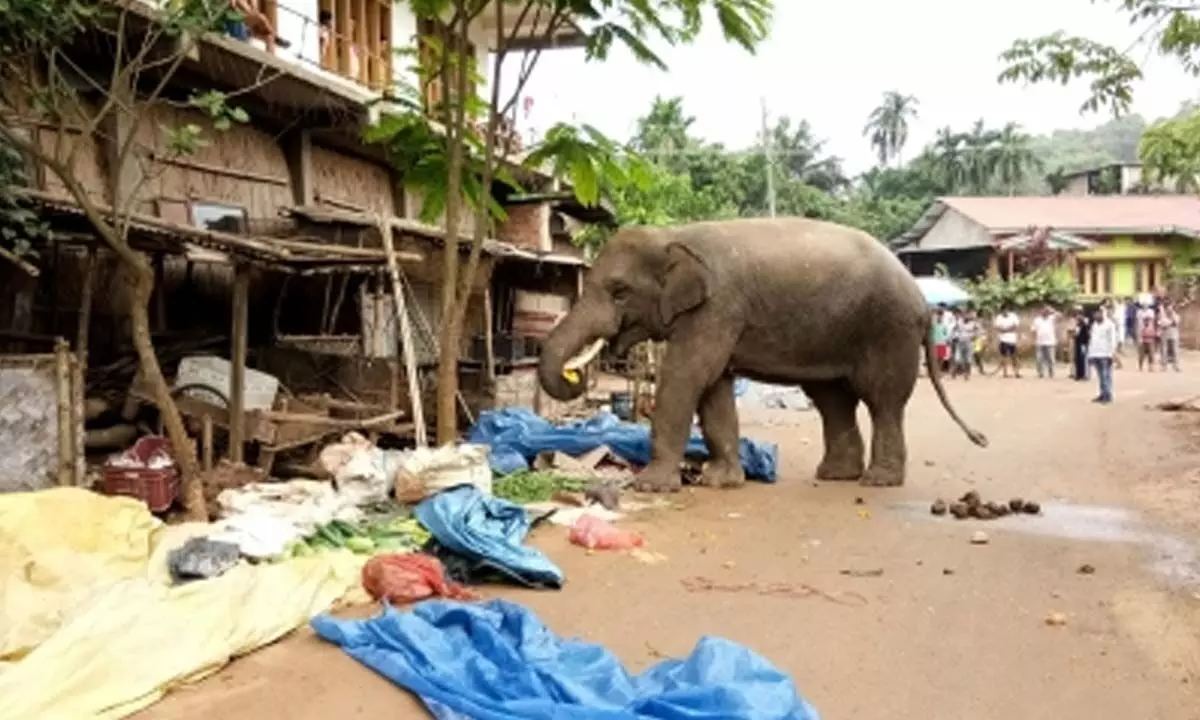 Kerala forest watcher injured in wild elephant attack in Idukki