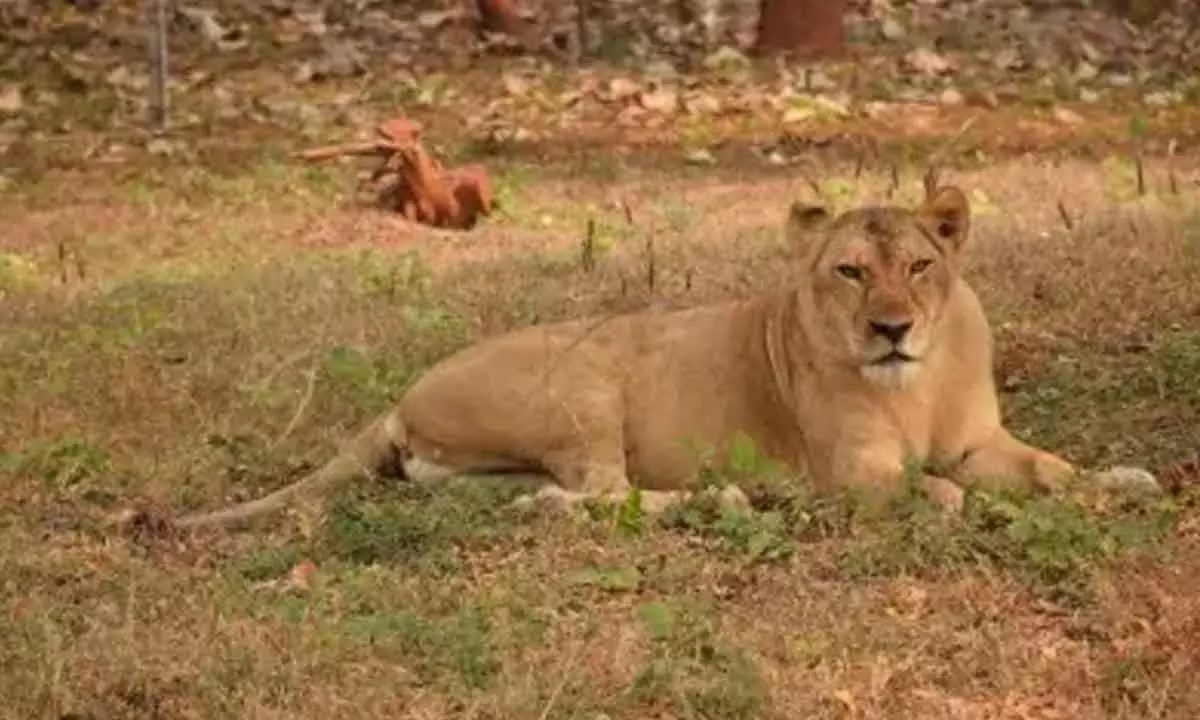 18-year-old lioness dies of heart attack due to old age in Vizag Zoo