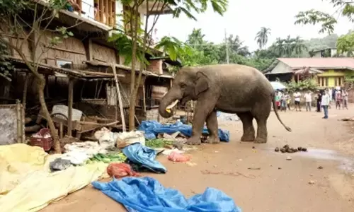 Kerala forest watcher injured in wild elephant attack in Idukki