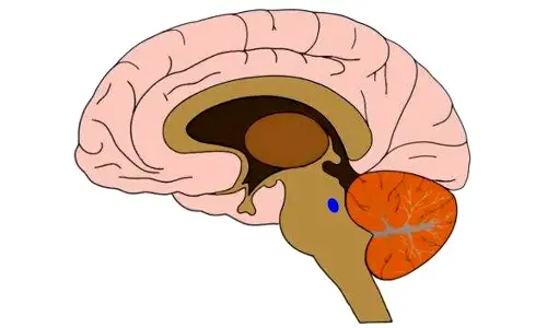 Researchers find brain’s blue spot linked to sleep, memory
