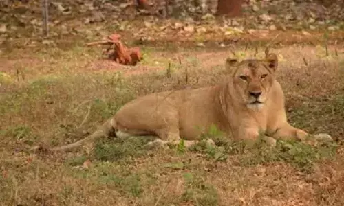 18-year-old lioness dies of heart attack due to old age in Vizag Zoo