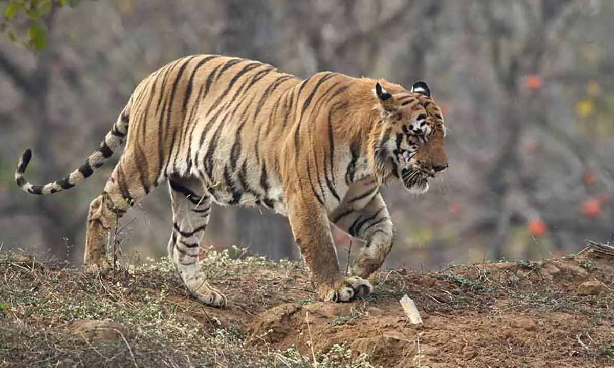 Srikakulam: Border villages alerted over movement of tiger