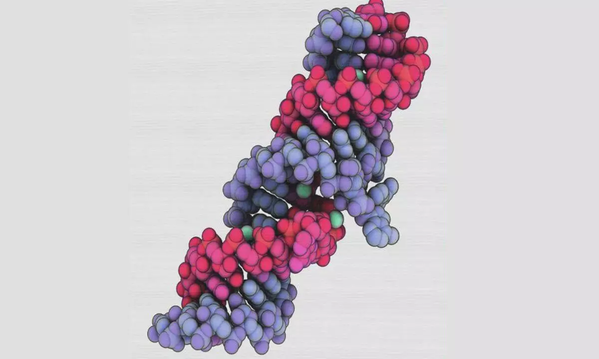 IISER Bhopal team finds circular RNA molecule behind HIV-1 virus replication