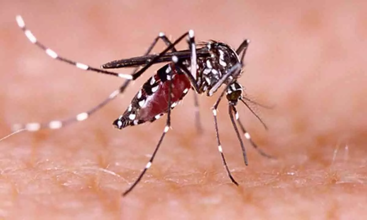 TN to hold 1,000 medical camps to screen dengue from Oct 1