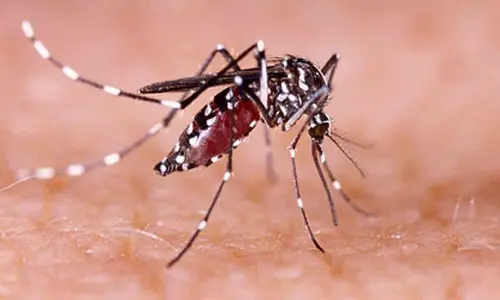 TN to hold 1,000 medical camps to screen dengue from Oct 1