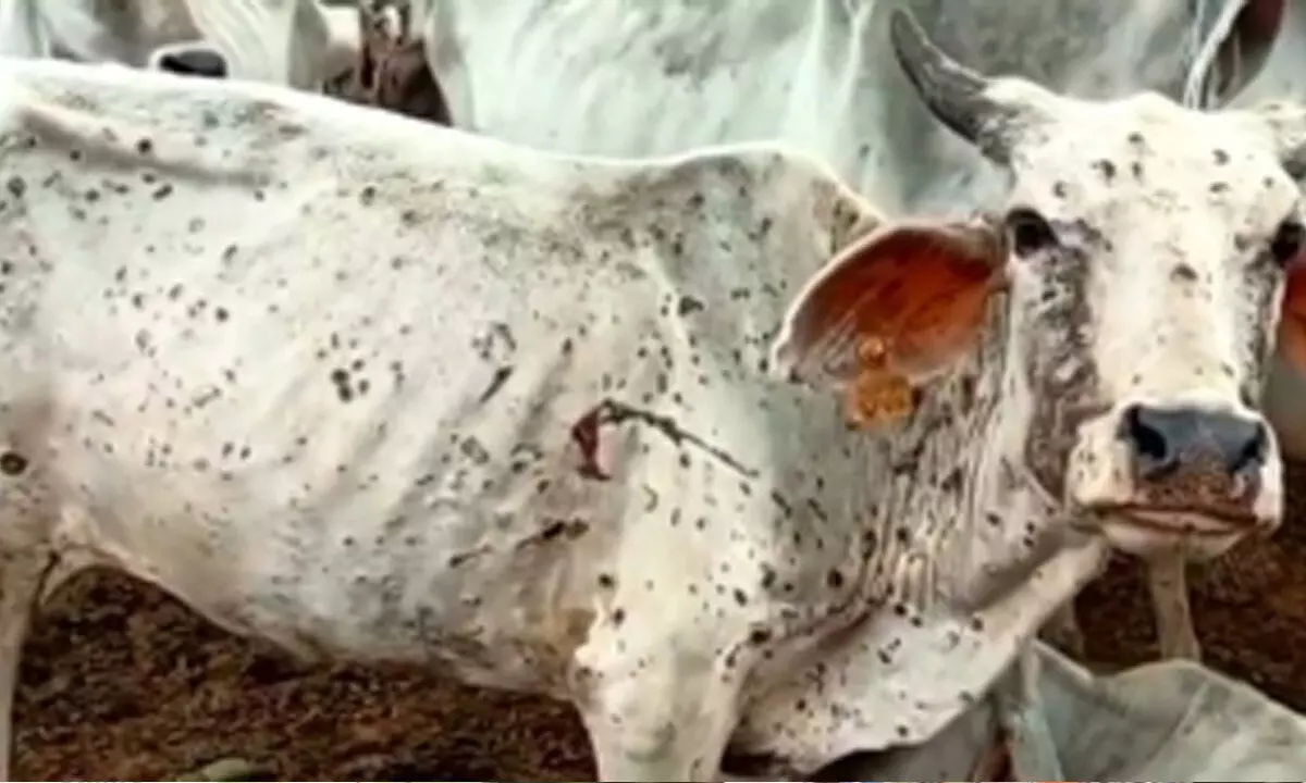 UP to get one crore vaccine for lumpy skin disease
