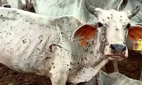 Lucknow: Uttar Pradesh to get one crore vaccines for lumpy skin disease