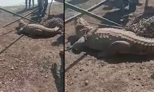 Baby crocodile movement in Khairatabad triggers panic