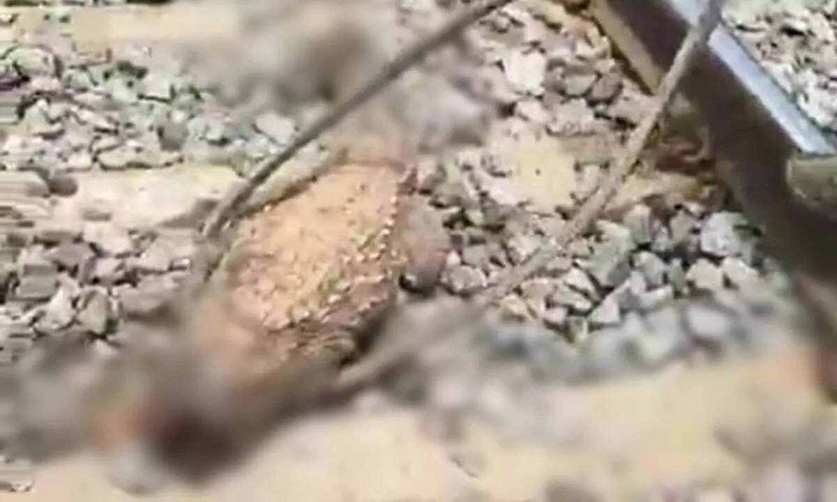 Crocodile dies after coming under train in Karnataka