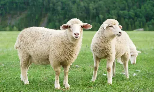 National World Farm Animals Day