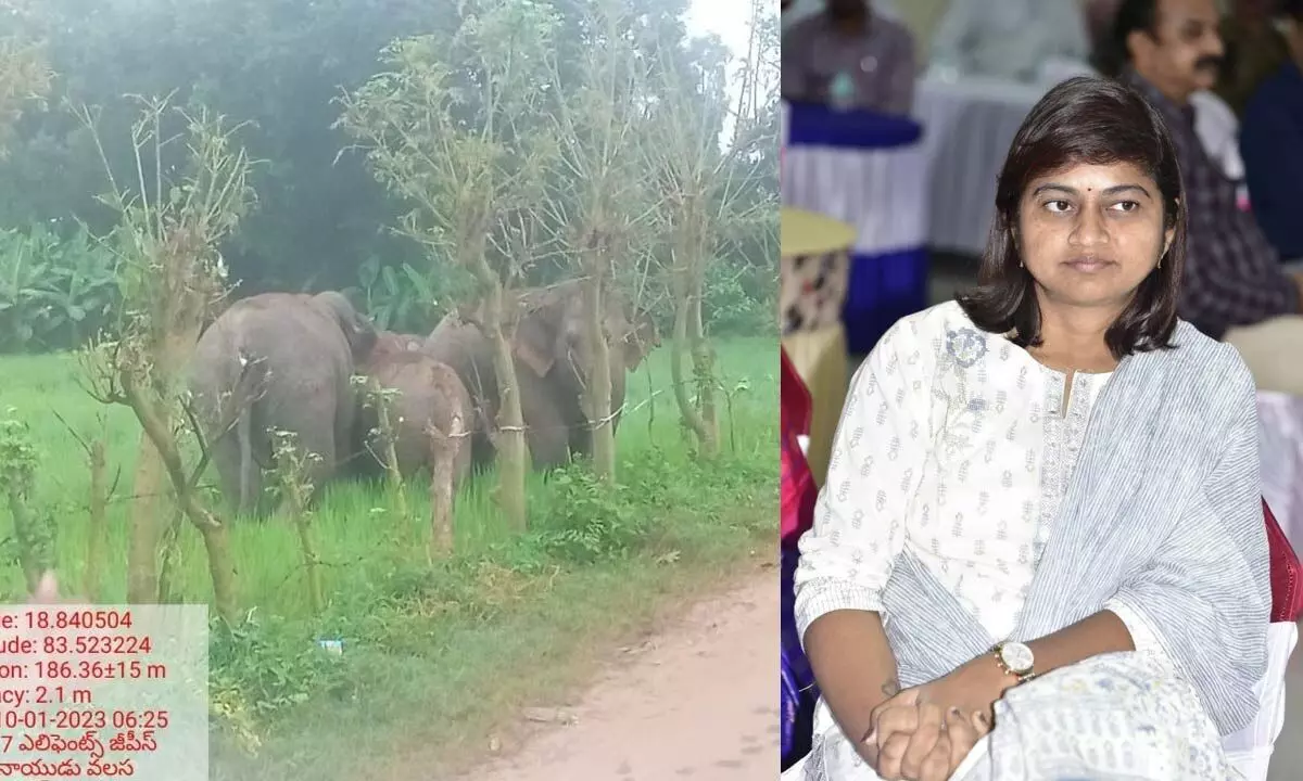A herd of elephant roaming in fields in Raminaiduvalasa and District forest officer G A P Prasuna