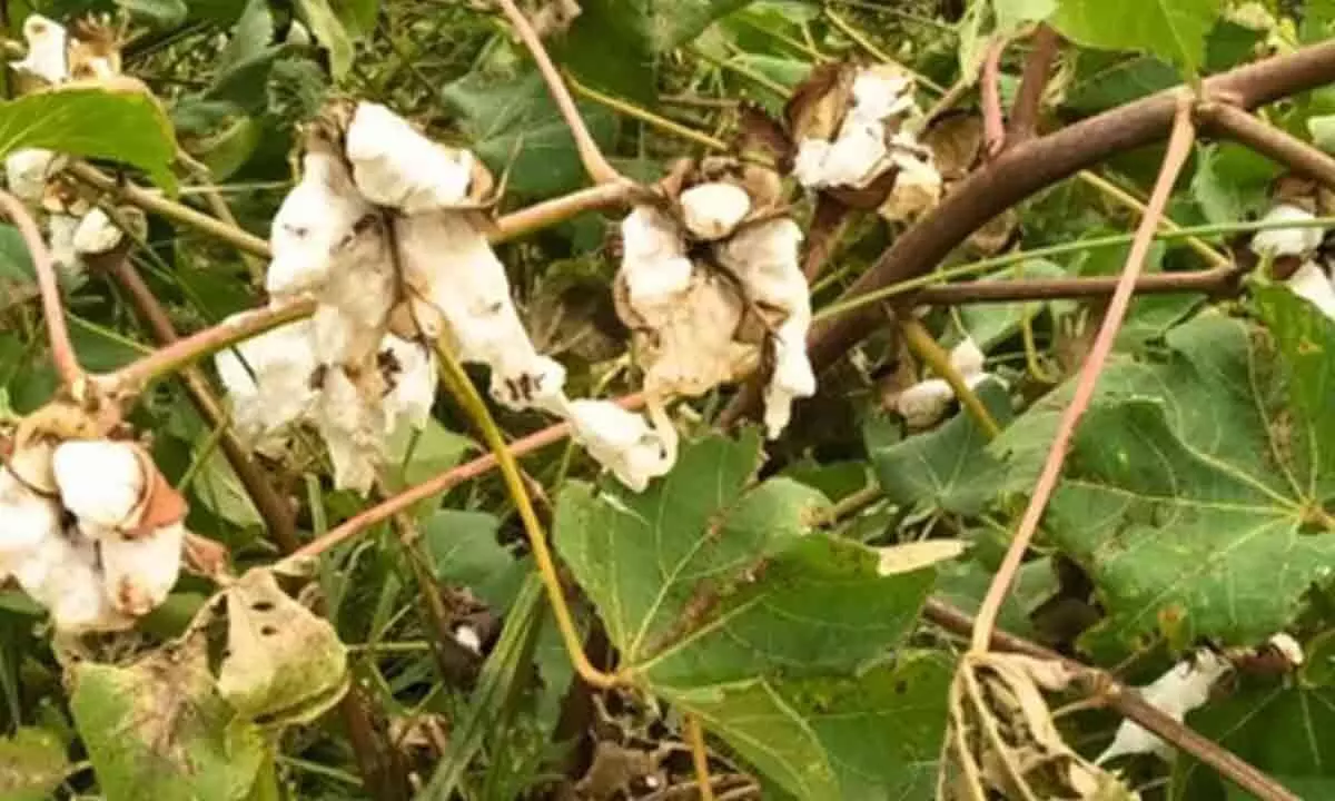 Pink bollworm hits early this crop cycle, gives heartburn to cotton farmers of Rajasthan