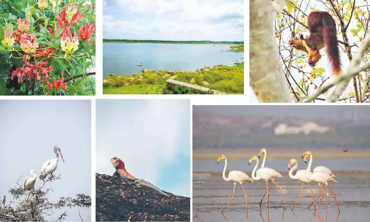 Telangana to roll out Biodiversity Plan tomorrow