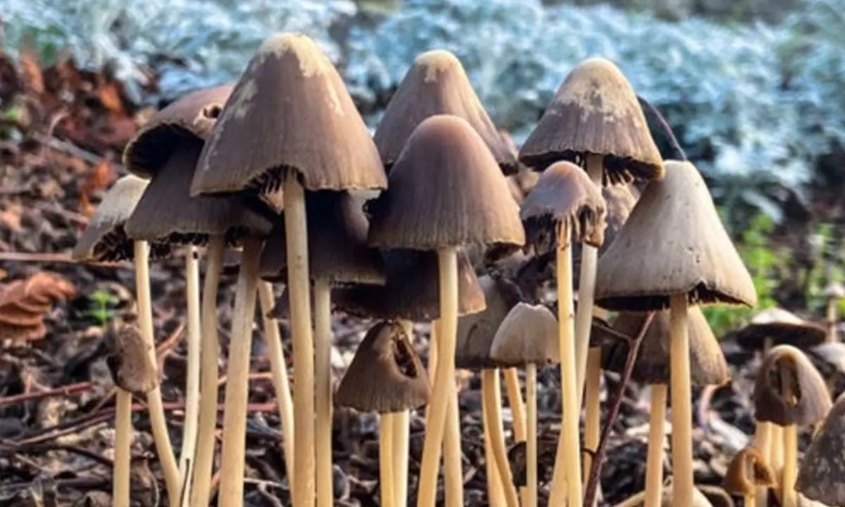 Microdoses of mushrooms may help fight mental disorders: Study