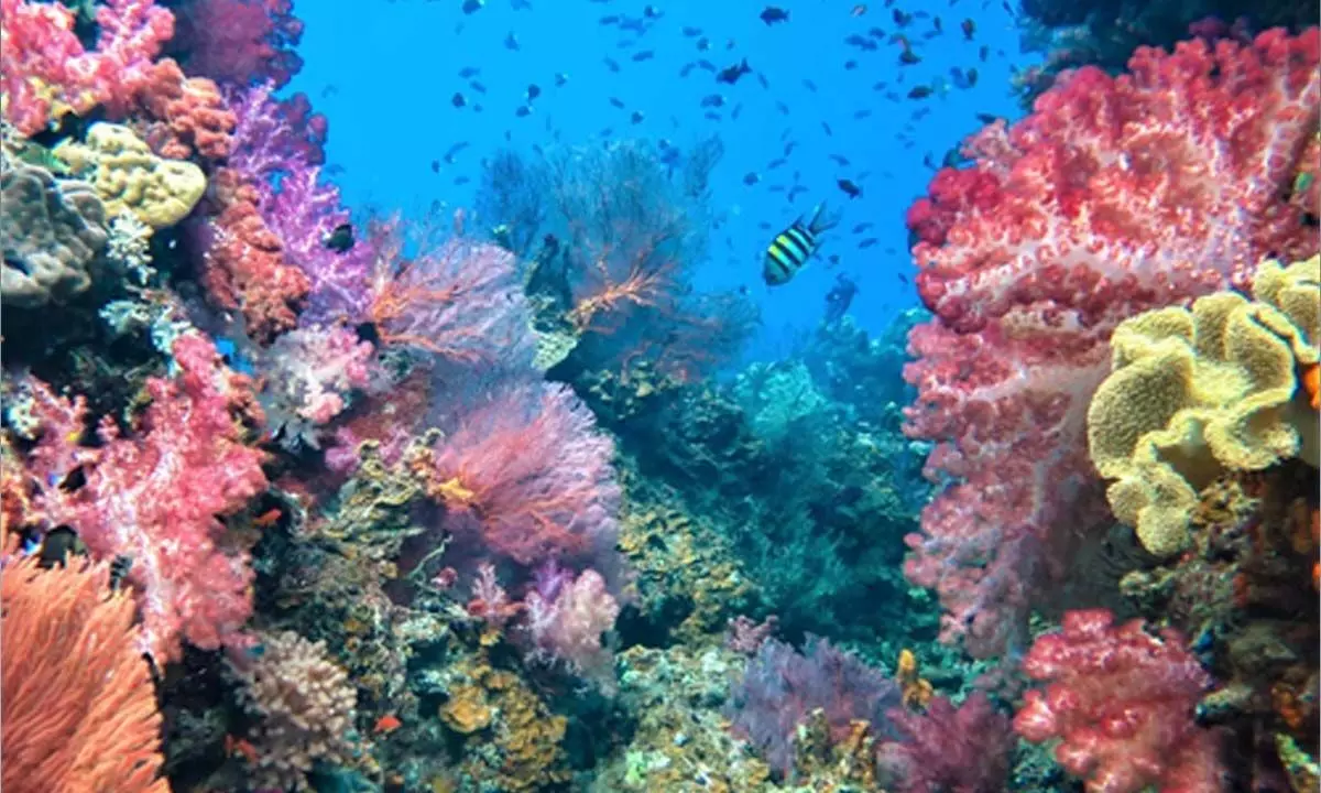 Fiji assesses coral reefs for sustainable future