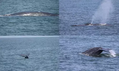 CMFRI embarks on 100-day coastal survey on marine mammals