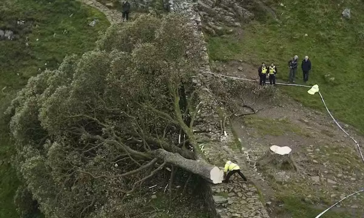 Why it feels so bad to lose the iconic Sycamore Gap tree and others like it