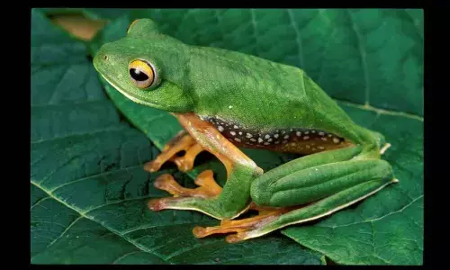 Amphibians are now the most threatened vertebrates