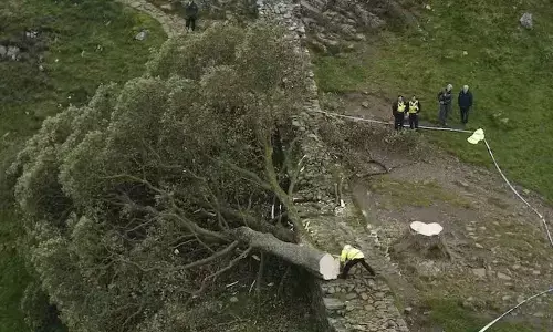 Why it feels so bad to lose the iconic Sycamore Gap tree and others like it