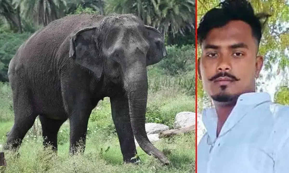 Hyderabad: Trampled by jumbo, zoo staff succumbs at hosp