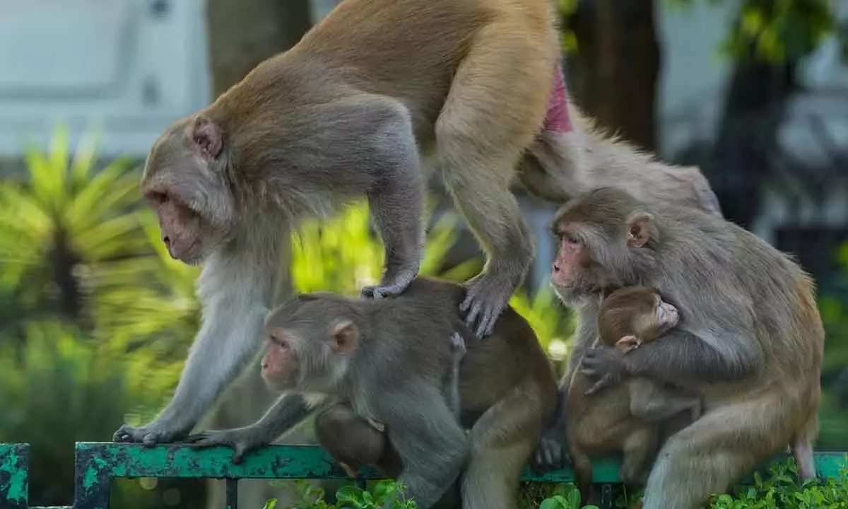 Telangana: Around 100 monkeys found dead