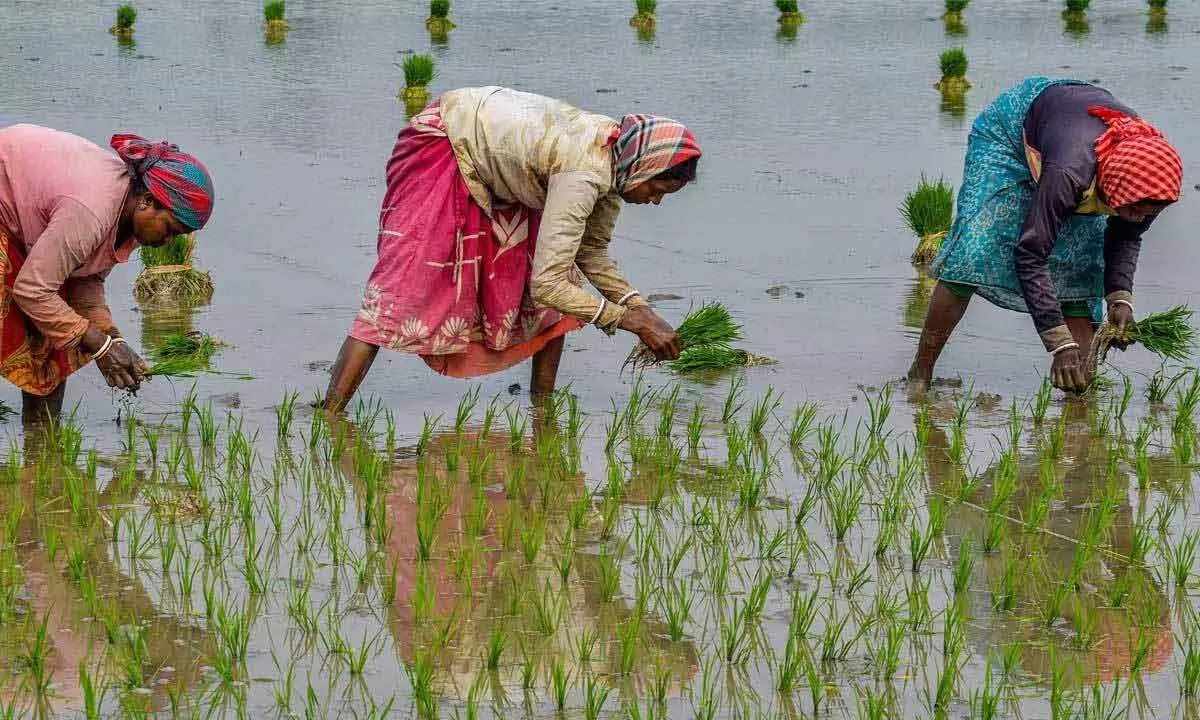 Poor rainfall hits Rabi crop sowing in Nellore