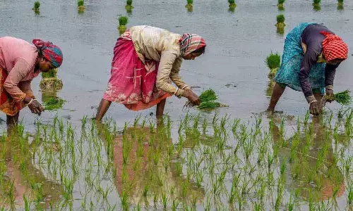 Poor rainfall hits Rabi crop sowing in Nellore