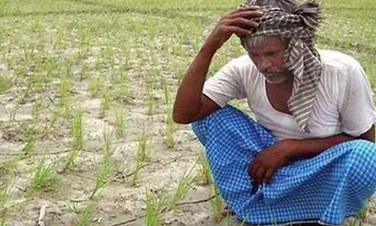 A gloomy farmer looking at his withered crop in  Anantapur. (File photo)
