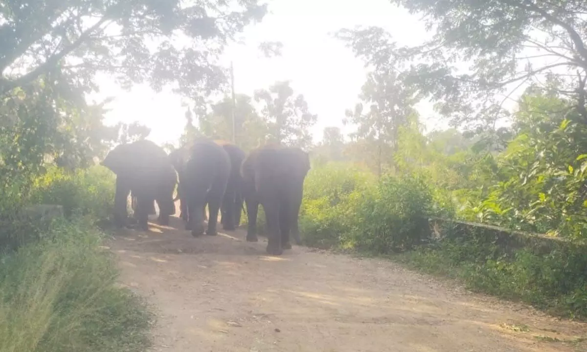 Forest dept sounds alert on movement of elephants