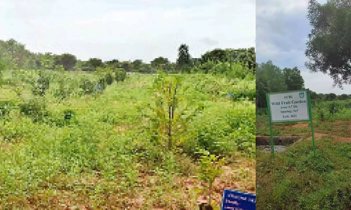 Hyderabad: FCRI builds safe haven for shielding wild fruit species