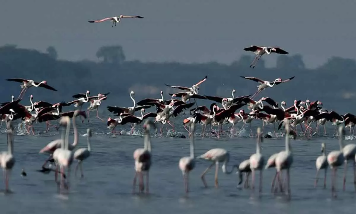 Winged guests arrive at Pulicat, Nelapattu bird sanctuaries