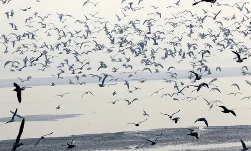 Severe space weather events found to lower migratory birds’ numbers
