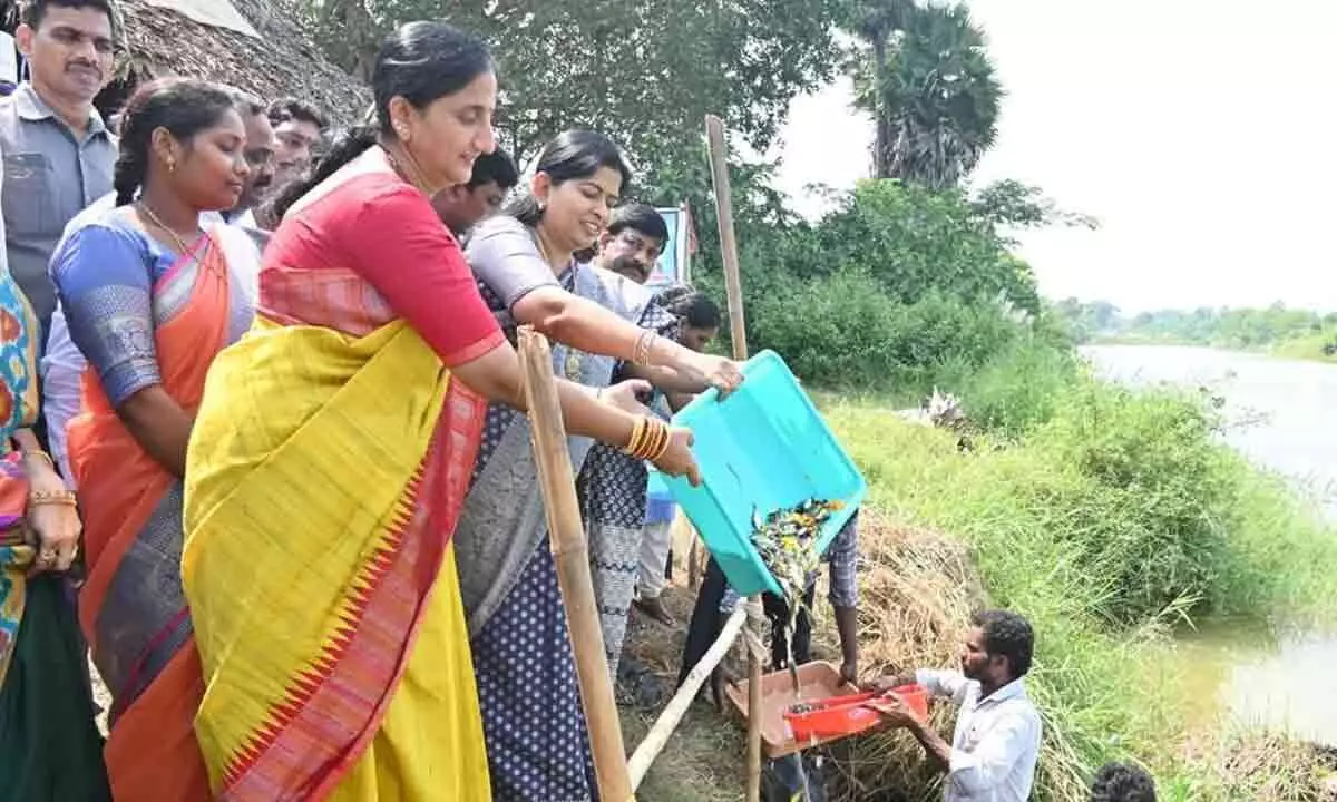 Rajamahendravaram: 4.25 lakh fingerlings released into ponds