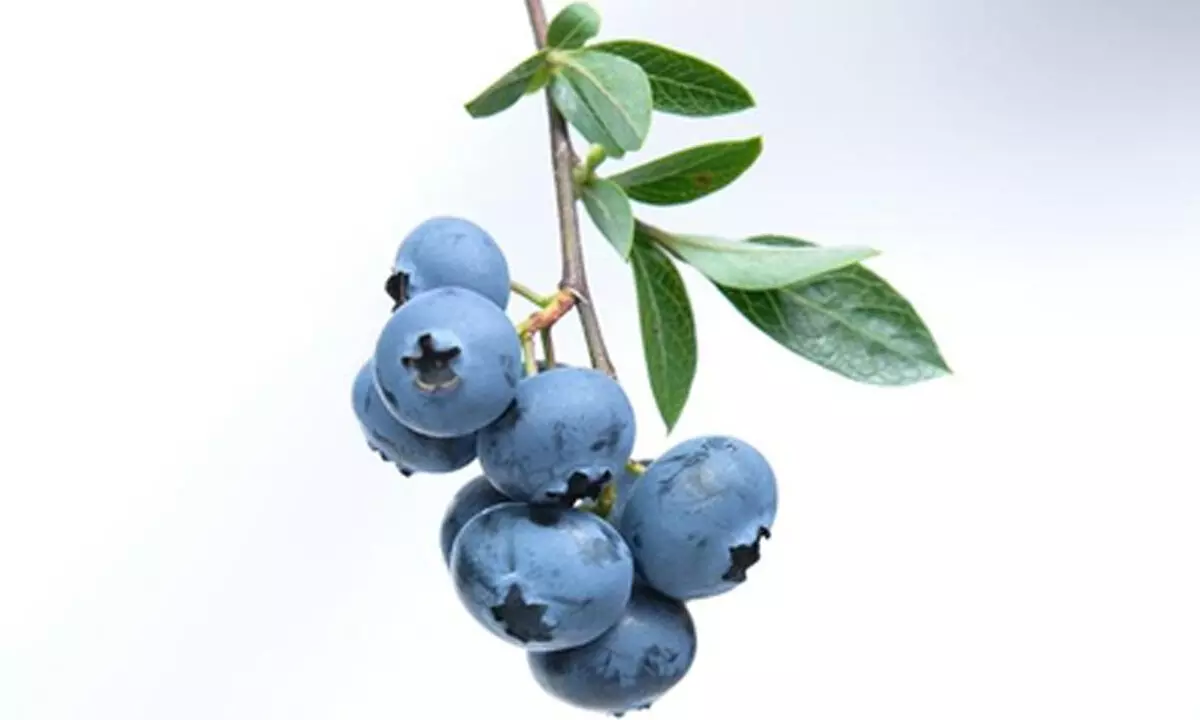 Blueberries: The antioxidant powerhouse for brain health
