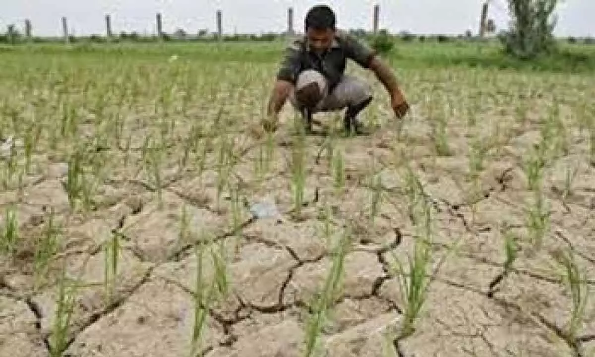 Water shortage haunts farmers in Krishna Western Delta