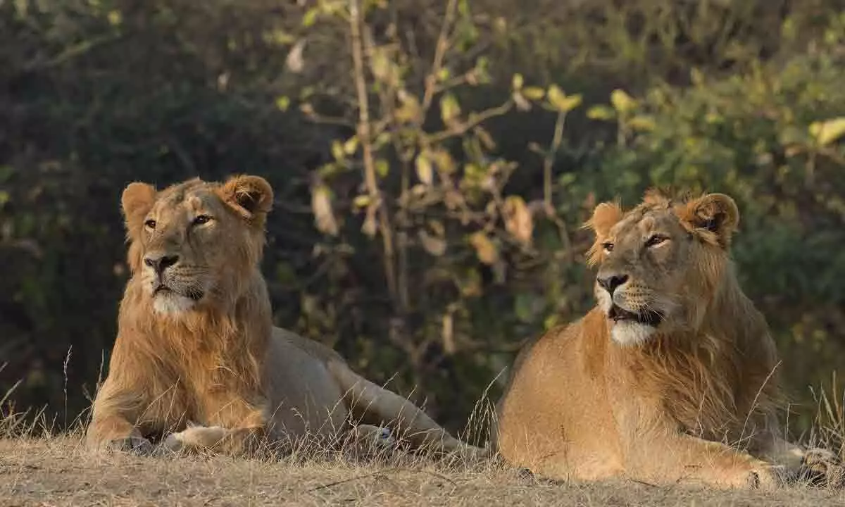 Sasan Gir Safari in Gujarat set to open from Oct 16 with upgraded vehicles