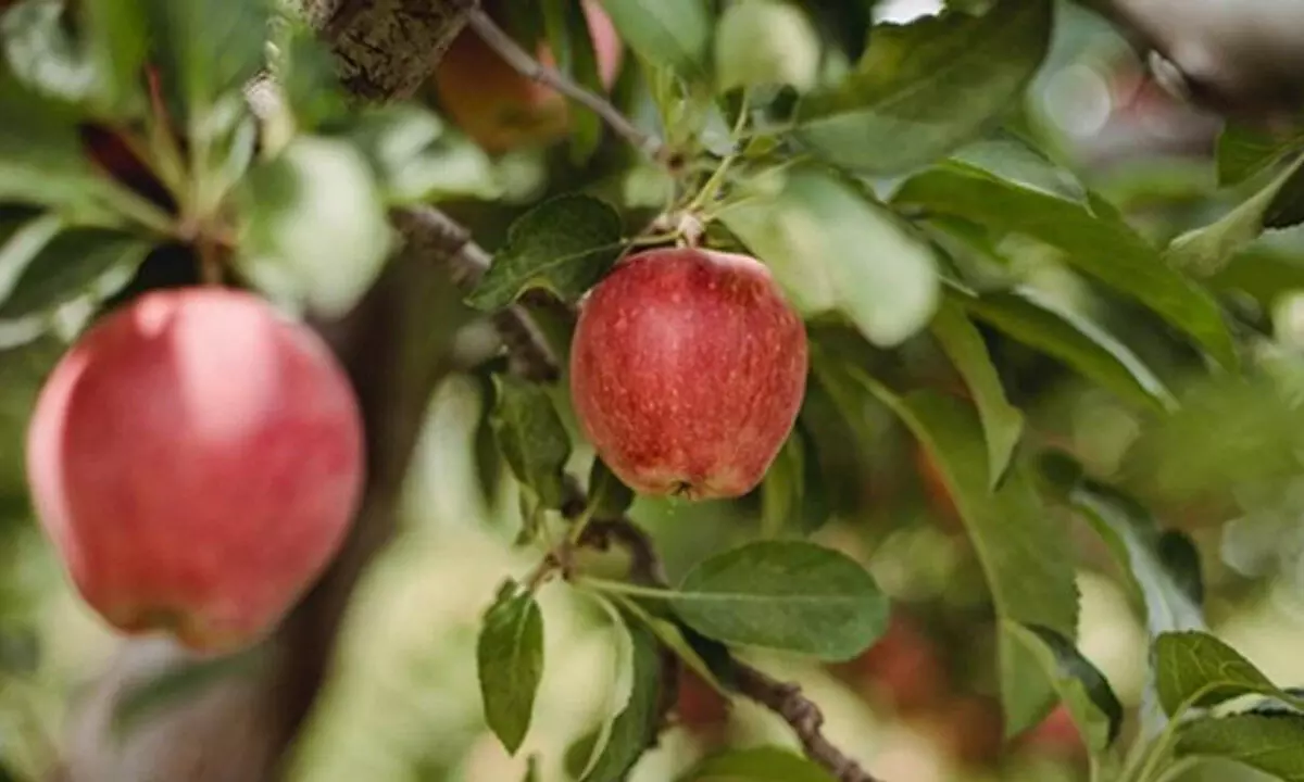 Fresh Apple Fruit, Indian