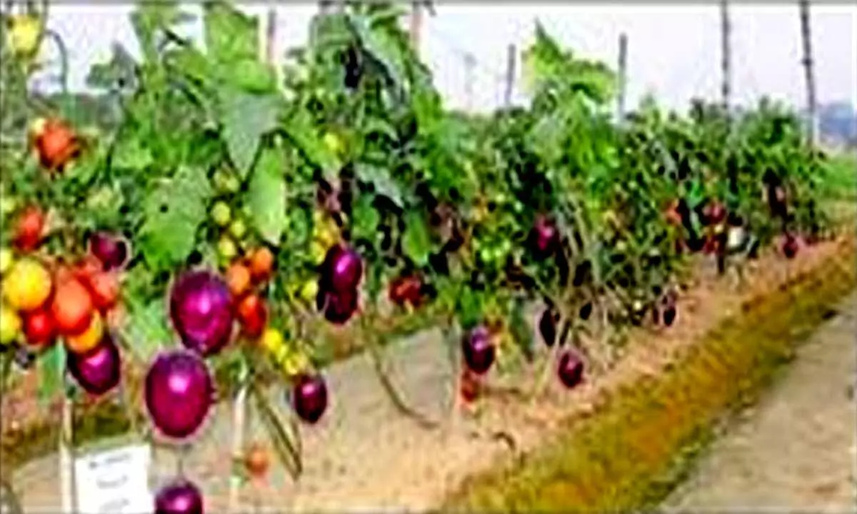 IIVR helps grow multiple vegetables in one plant