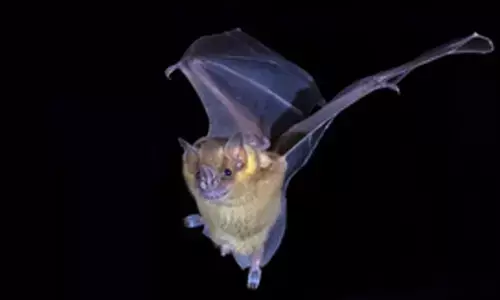 Bat genes may play vital role in beating Covid, cancer: Study