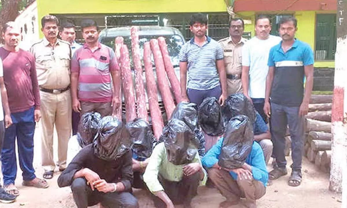 RSASTF officials with the seized red sanders logs and smugglers in Tirupati on Tuesday