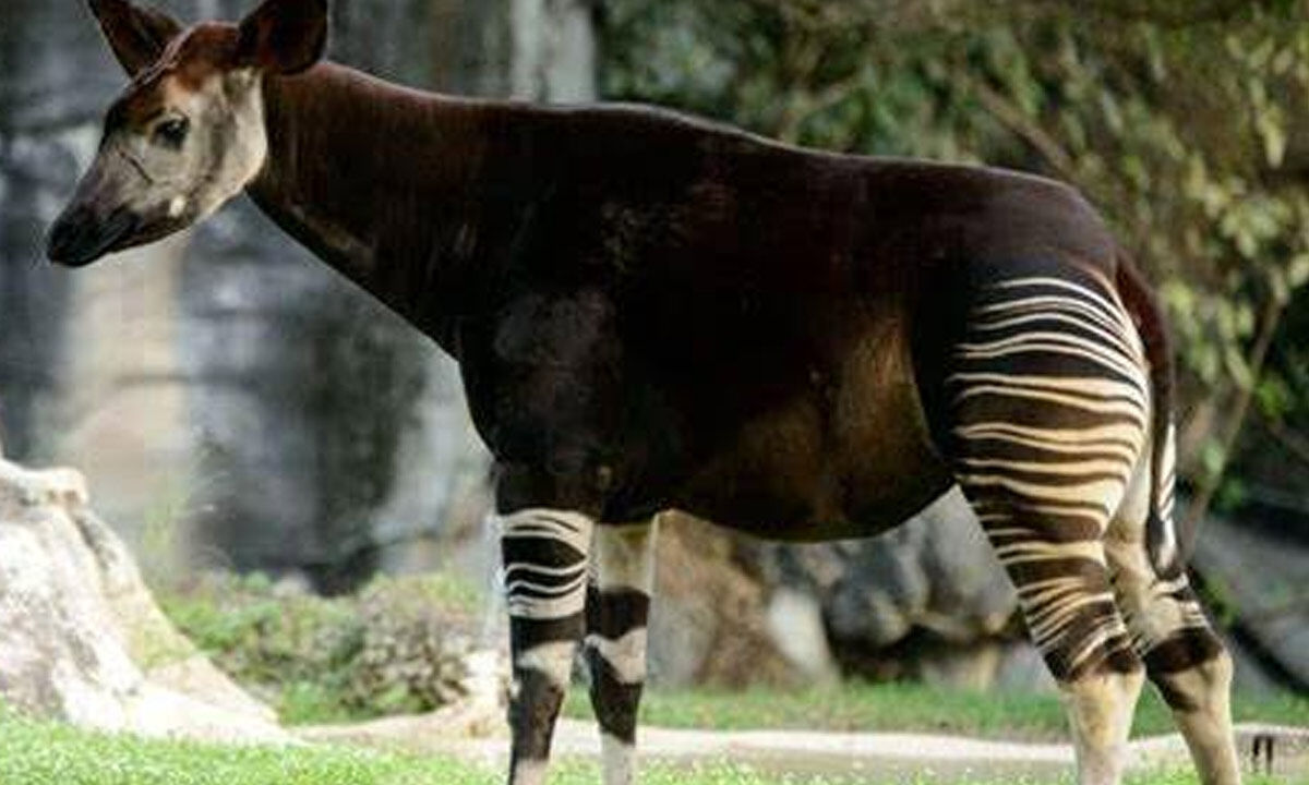 World Okapi Day 2024 Olympics - Ethyl Janessa