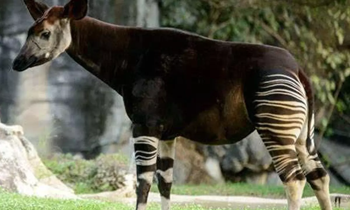 Today is World Okapi Day