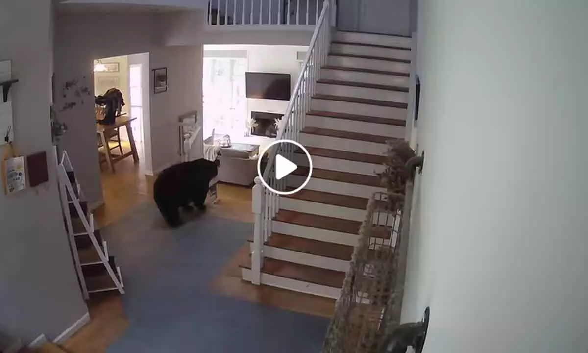 Watch The Viral Video Of Black Bear Burglar Caught On Camera Making An Unusual Kitchen Raid in Connecticut