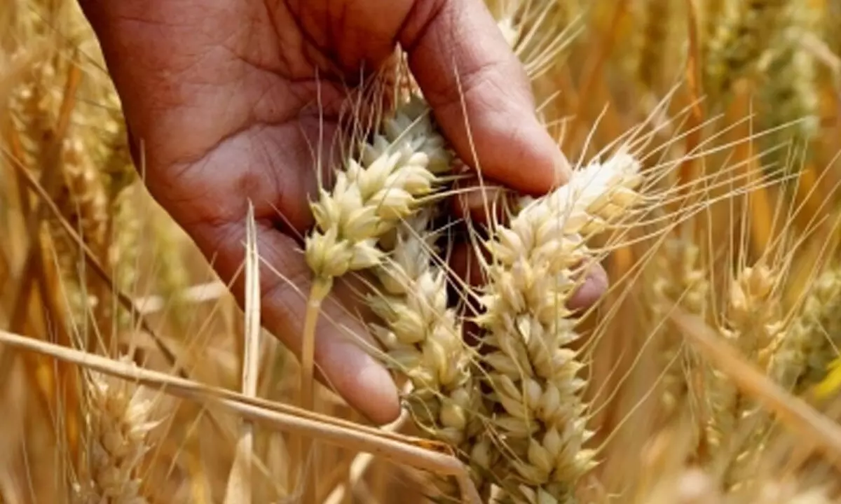 MSP on wheat increased due to govts reserves being nearly empty: Congress