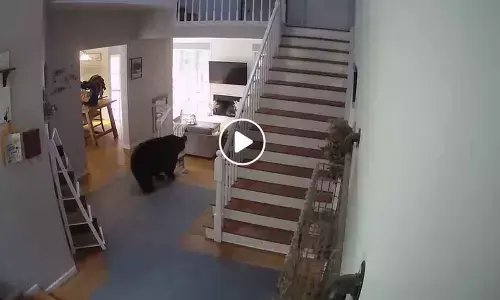 Watch The Viral Video Of Black Bear Burglar Caught On Camera Making An Unusual Kitchen Raid in Connecticut
