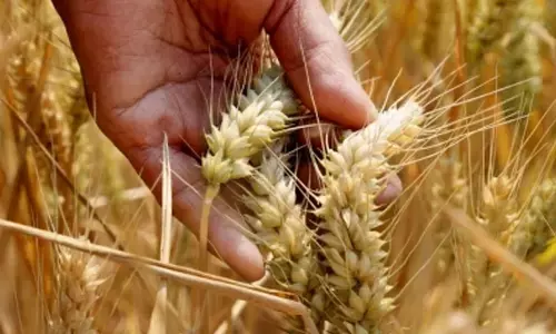 MSP on wheat increased due to govts reserves being nearly empty: Congress